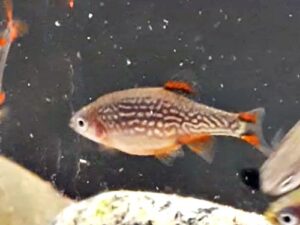 Perlhuhnbärbling Danio margaritatus