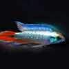 Agassizi Zwergbuntbarsch Alenquer Red Tail  A. agassizi 1 Paar