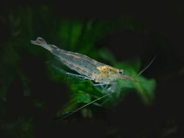 Amanogarnele Caridina multidentala Amanogarnele Caridina multidentala