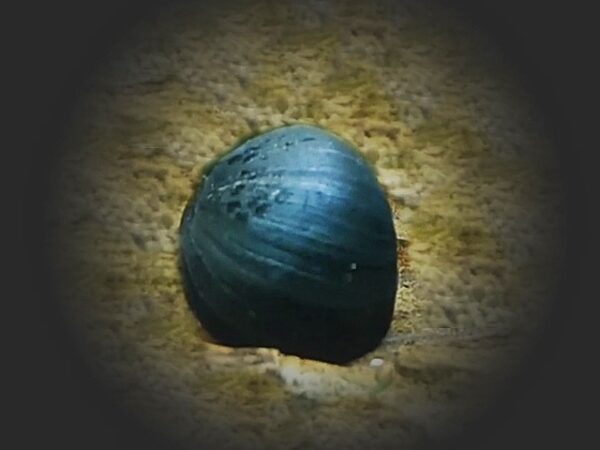 Anthrazitnapfschnecke, Stahlhelmschnecke Neritina pulligera Anthrazitnapfschnecke, Stahlhelmschnecke Neritina pulligera