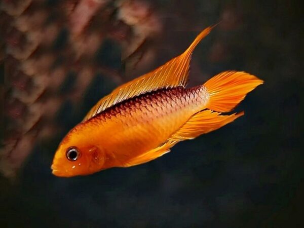 Apistogramma agassizi / Agassizis Zwergbuntbarsch var. Red Fire 1 Paar Apistogramma agassizi / Agassizis Zwergbuntbarsch var. Red Fire 1 Paar