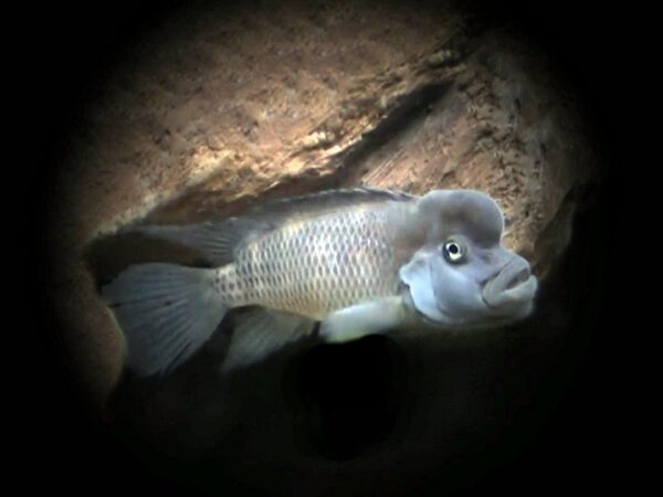 Buckelkopfbuntbarsch Steatocranus casuaris Buckelkopfbuntbarsch Steatocranus casuaris