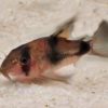 Weitzmans Panzerwels  Corydoras weitzmani