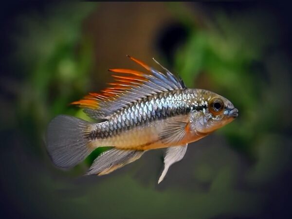Dreistreifen Zwergbuntbarsch Apistogramma trifasciata Dreistreifen Zwergbuntbarsch Apistogramma trifasciata