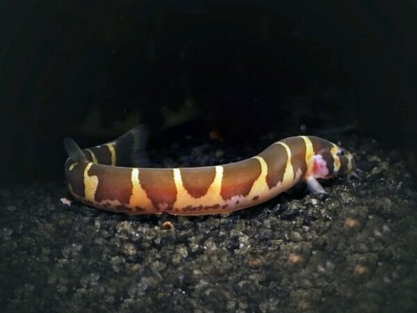 Geflecktes Dornauge Pangio kuhlii Geflecktes Dornauge Pangio kuhlii