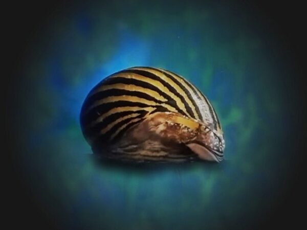 Gestreifte Rennschnecke Neritina natalensis Gestreifte Rennschnecke Neritina natalensis