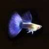 1 Paar Guppy Neon Blau