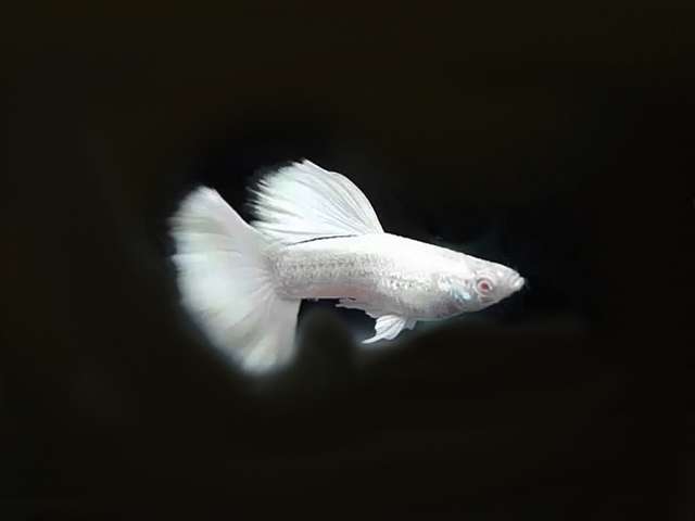 Guppy Platinum White