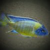 Kaiserbuntbarsch Aulonocara stuartgranti Blue Neon 8-10cm