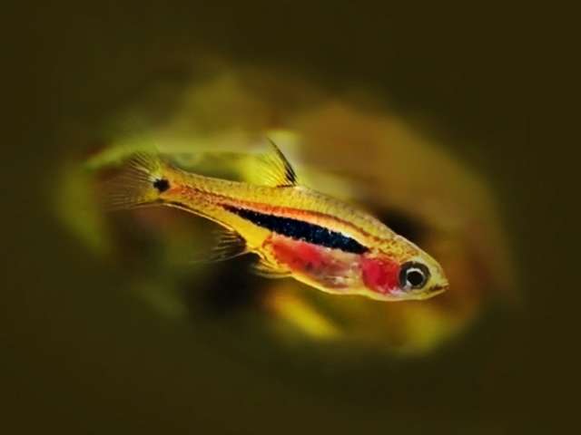 Längsbandzwergbärbling Rasbora urophthalmoides