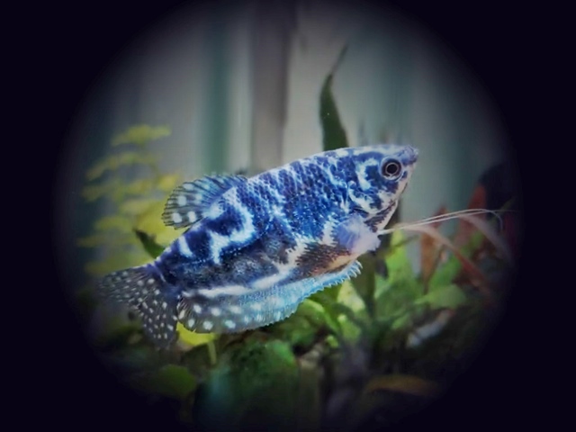 Marmorierter Fadenfisch “Cosby” Trichogaster trichopterus