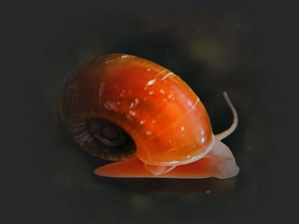 Posthornschnecke rot Plannorbella duryi Posthornschnecke rot Plannorbella duryi
