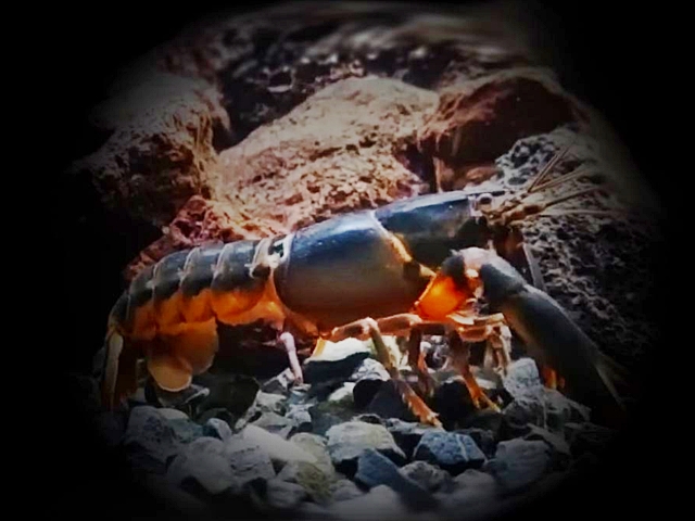 Roter Papuakrebs Cherax boesemani