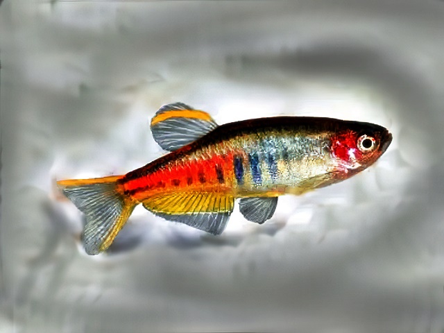 Rubinbärbling Danio choprae