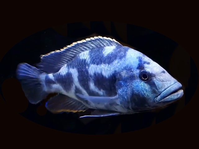 Schläfer Nimbochromis livingstoni