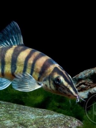 Zierfischzucht Kotterba Schmerle