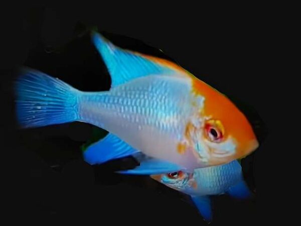 Schmetterlingsbuntbarsch Blue Red Head M. ramirezi 1 Paar Schmetterlingsbuntbarsch Blue Red Head M. ramirezi 1 Paar