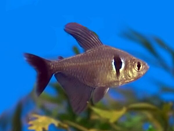 Schwarzer Phantomsalmler Megalamphodus megalopterus