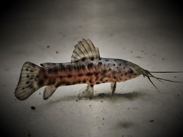 Schwielenwels Hoplosternum thoracatum Schwielenwels Hoplosternum thoracatum