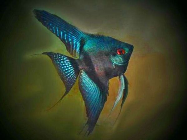 Skalar Pinoi Blue Pterophyllum scalare Skalar Pinoi Blue Pterophyllum scalare