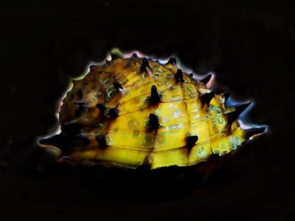 Stachelige Rennschnecke Neritina juttingae Stachelige Rennschnecke Neritina juttingae