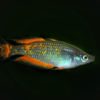 Parkinson Regenbogenfisch Melanotaenia parkinsoni