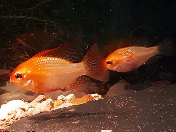 Schmetterlingsbuntbarsch gold Microgeophagus ramirezi 1 Paar Schmetterlingsbuntbarsch gold Microgeophagus ramirezi 1 Paar
