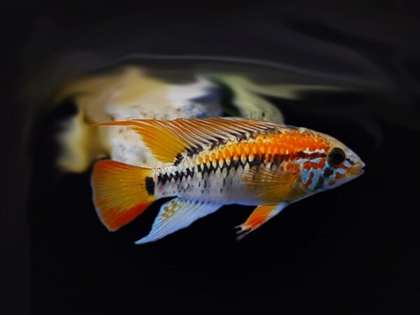 Villavicencio Zwergbuntbarsch Apistogramma macmasteri 1 Paar Villavicencio Zwergbuntbarsch Apistogramma macmasteri 1 Paar