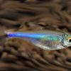 Blauer Perusalmler  Boehlkea fredcochui