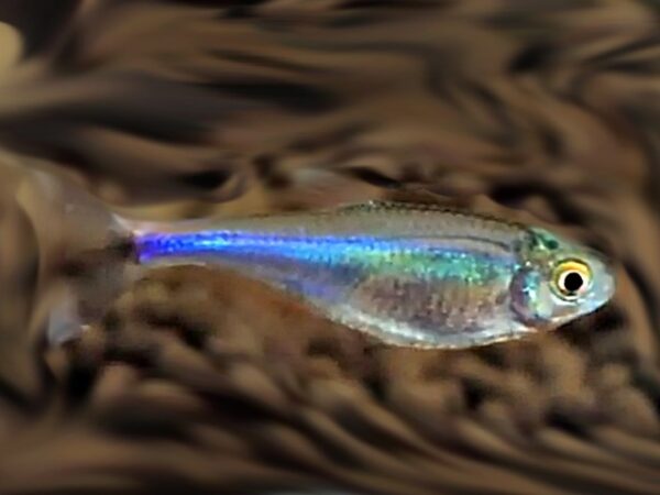 Blauer Perusalmler Boehlkea fredcochui Blauer Perusalmler Boehlkea fredcochui