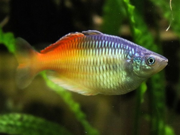 Boesemanns Regenbogenfisch rot Melanotaenia boesemanni