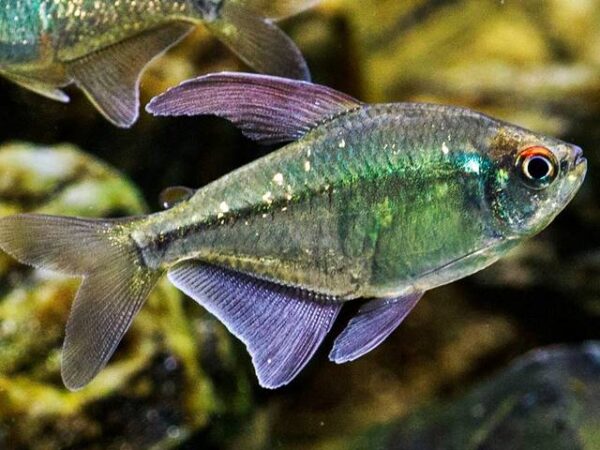 Brillantsalmler Moenkhausia pittieri Brillantsalmler Moenkhausia pittieri