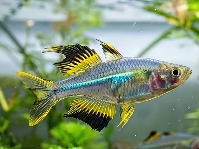 Celebes Sonnenstrahlfisch