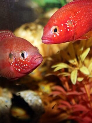 Zierfischzucht Kotterba Rote Cichliden