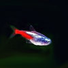 Diamantneon  Paracheirodon innesi