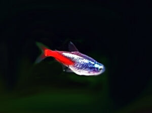 Diamantneon Paracheirodon innesi Diamantneon Paracheirodon innesi