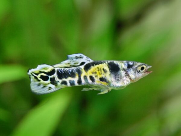 1 Paar Endler Guppy Green Tiger Poecilia wingei 1 Paar Endler Guppy Green Tiger Poecilia wingei