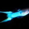 1 Paar Endler Guppy Japan Blue Poecilia wingei