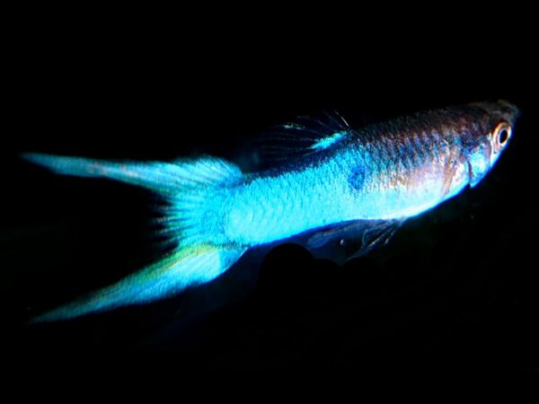 1 Paar Endler Guppy Japan Blue Poecilia wingei 1 Paar Endler Guppy Japan Blue Poecilia wingei