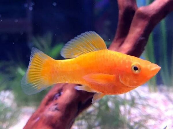 Goldmolly Poecilia spenops Goldmolly Poecilia spenops