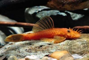 Antennenwels Rot direkt vom Züchter kaufen