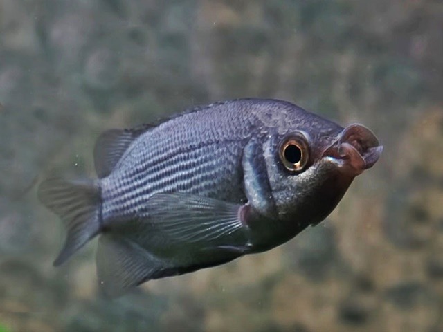 Küssender Gurami Helostoma temminkii Naturfarbig