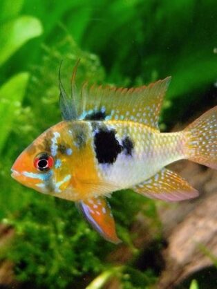 Zierfischzucht Kotterba Zwergcichlide