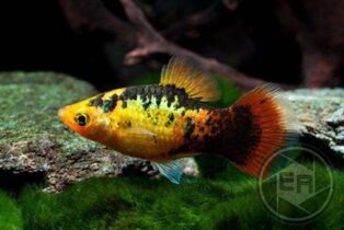 Platy