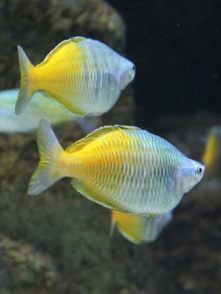 Zierfischzucht Kotterba Ährenfische