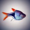 Keilfleckbarbe Rasbora heteromorpha
