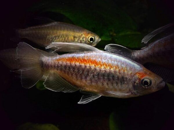 Kongosalmler Phenacogrammus interruptus Kongosalmler Phenacogrammus interruptus