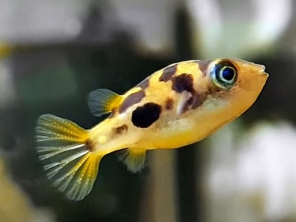 Zwergkugelfisch Erbsenkugelfisch Carinotetraodon travancoricus