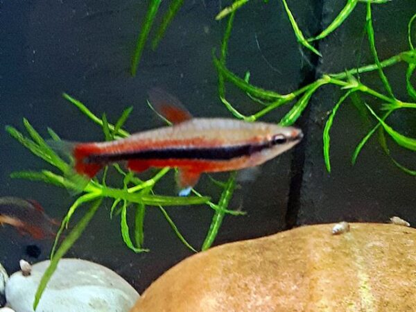 Längsbandziersalmler Nannostomus beckfordi