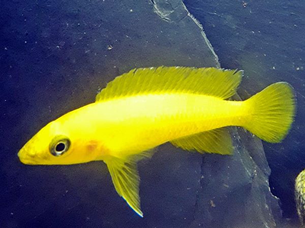 Neolamprolgus leleupi